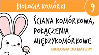 Cytologia 9  Ściana komórkowa i połączenia międzykomórkowe  biologia liceum do matury rozszerzona [upl. by Lomaj]