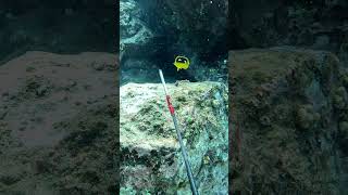 Spearfishing Dos and Donts  Do Be Selective on Your Shots  Big Island of Hawaii [upl. by Airehc]