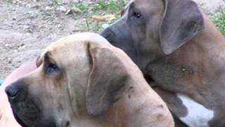 Fila brasileiro  Tor and Sita [upl. by Trotta]