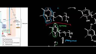 Biochemistry  Plastocyanin Ferredoxin amp Ferredoxin NADP Oxidoreductase Photosynthesis Part 56 [upl. by Velda555]