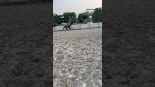 Slow Canter 🐎 rider horse youtubeshort foryou love song spotify lyrics viralvideo [upl. by Myke]