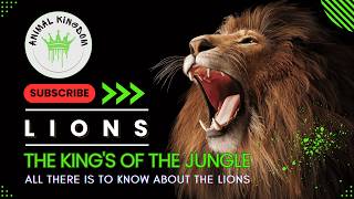 Lions  The KING of the Jungle  NOT What You Think [upl. by Kwok]