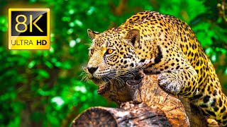 Ultimate Wild Animals Collection in 8K ULTRA HD  8K TV [upl. by Eneleahs]