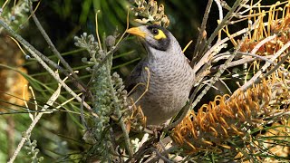 Australian Birds Noisy Miner is everywhere [upl. by Luben]