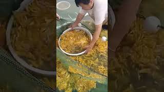 Yellow croaker fry salvaging process from breeding ponds [upl. by Simons]