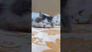 Sleeping persian cats shortscat shorts cute🐈🐈🐈🐈🐈🐈🐈🐈🐈🐈🐈 [upl. by Hatokad74]