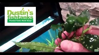 How to plant Rhizomes in aquarium Anubias and Java Fern [upl. by Aissenav]