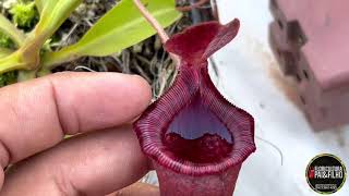 Nepenthes Ventricosa Planta carnívora e seus híbridos crescendo em lowland [upl. by Aimil]