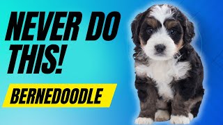 7 Things You Must Never Do With Your Bernedoodle Dog [upl. by Basilius]