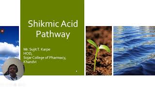 Shikimic acid Pathway [upl. by Lyrred439]