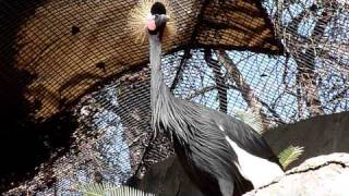 Grey Crowned Crane [upl. by Adlez657]