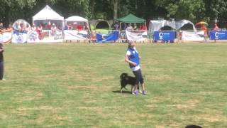 Obedience World Championship 3rd place Oili Huotari amp Tending Occult [upl. by Imhsar]