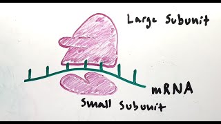 Easy MCAT Mnemonic for Ribosomal Subunits [upl. by Isawk434]