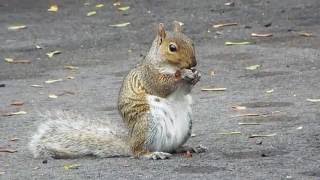 Squirrel Eating Close Up Fuji Finepix 9900W [upl. by Aenej]