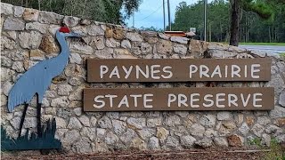 Our Saturday Hike amp Camping Weekend  Paynes Prairie Preserve State Park [upl. by Esinrahc]