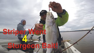 Sturgeon Fishing Fun 3 Mothball Fleet [upl. by Nirtiak516]