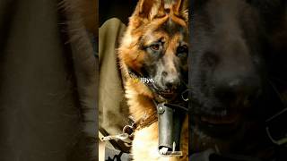 Top 5 Military Dogs in the World🪖🐶dogdogloveranimalsfactsmilitarydogsaishortsdogbreedepic [upl. by Ydiarf]