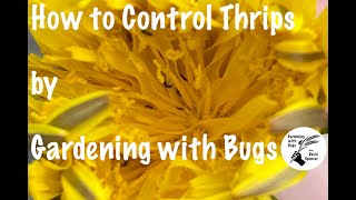 How to Control Thrips by Gardening with Bugs [upl. by Anitnahs]