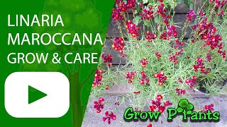 Linaria maroccana  grow amp care Moroccan toadflax [upl. by Enitsed]