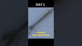 Black Tiger Shrimp Growth aquaculture tigershrimp shrimpfarming blacktiger [upl. by Nnyleak]