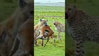 Why do we feel bad when a hyena snatches a kill from a cheetah50My opinion is quotwhen cheetahs [upl. by Toddie]