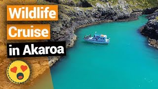 🌊 Wildlife Cruise in Akaroa – New Zealands Biggest Gap Year – Backpacker Guide New Zealand [upl. by Ayvid]