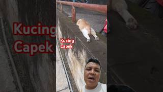 Kucing Capek cari kerja 🙀 cat catlover straycat [upl. by Yecnahc]