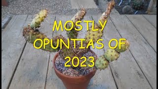 Mostly Opuntias of 2023 🌵🌵🌵 [upl. by Oiludbo]