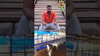 ஆடு வளர்ப்பில் செய்யக்கூடாத தவறுகள் goatfarming goat moravasal traditional shorts goatlovers [upl. by Enaitsirhc]