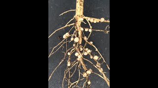 Soybean Nodulation and Inoculation [upl. by Jeffers]