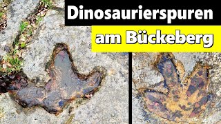 Die Dinosaurierfährten von Obernkirchen  145 Millionen Jahre alte Dinosaurierspuren [upl. by Fabio]