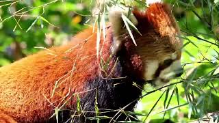 Red panda eating bamboo leavesbamboo [upl. by Raybin]