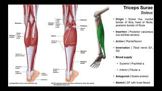 Triceps Surae Gastrocnemius amp Soleus and Plantaris  OINAs [upl. by Monreal]