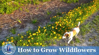 How to Plant and Grow Wildflowers [upl. by Norah]