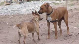 Aussie Cattle Dog vs Rhodesian Ridgeback [upl. by Joellyn541]