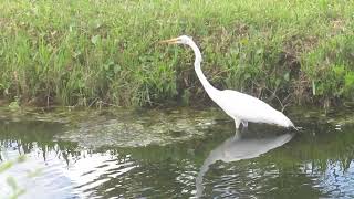 Great Egret  June 3 2023 Hilton Head Island [upl. by Akilam]