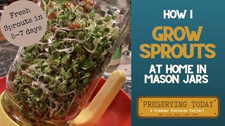 How I Grow Sprouts at Home in Mason Jars [upl. by Marbut]