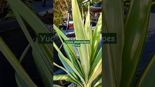 Amazing Yucca elephantipes plant bargain  Great value tropical plant garden gardening plants [upl. by Drofiar]