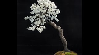 Crataegus laevigata Bonsai  Midland Hawthorn Woodland Hawthorn [upl. by Lyudmila516]