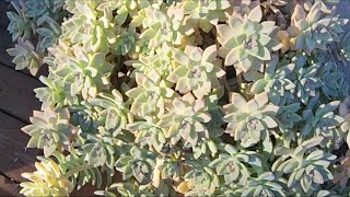 Ghost Plant Succulent Care [upl. by Nnylyak717]