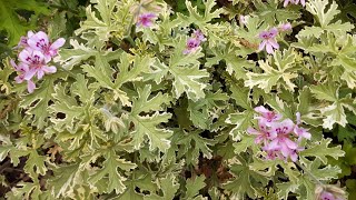 Pelargonium graveolens  Rose Mint Scented Geranium care [upl. by Nylarad]