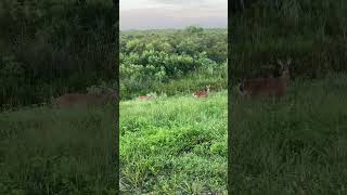 2024 python challenge everglades florida pythonchallenge deer southflorida glades snake [upl. by Anidal19]