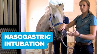 Equine Training Nasogastric Intubation [upl. by Leinahtan]