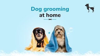 Dog Grooming at Home with All Natural Products by HUFT [upl. by Ramon]