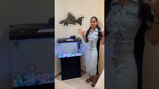 Aquarium Mai Dali New Fishes  🤩 minivlog sanjhalikavlog aquarium fishes [upl. by Corenda]