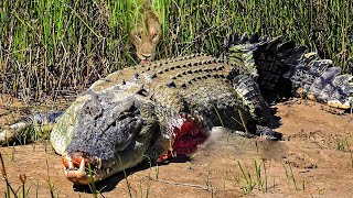 Tragic Scene Crocodile Meets Tragedy When Dare To Go Ashore To Fight With The Fierce Lions [upl. by Babette]