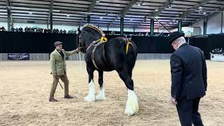 Shire Horse Show 2024 [upl. by Aldarcy546]