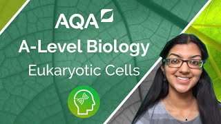 AQA A Level Biology Structure of Eukaryotic Cells [upl. by Homovec]