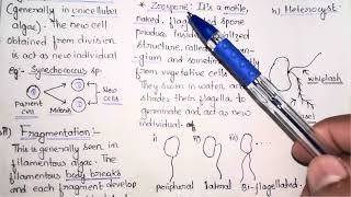 Vegetative and Asexual Reproduction in Algae  BSc Botany 1st Semester Notes  Gauhati University [upl. by Servais]