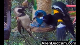 New visitor  Whitewinged Widowbird [upl. by Oribelle]